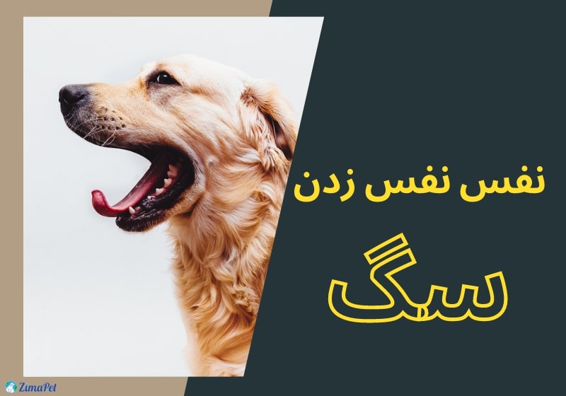 انواع نفس نفس زدن سگ، دلایل و راه های درمان