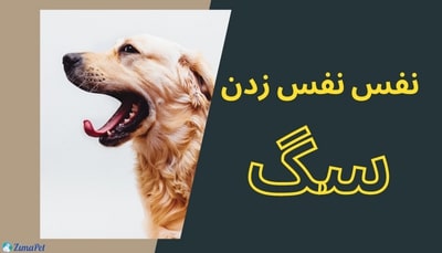 انواع نفس نفس زدن سگ، دلایل و راه های درمان