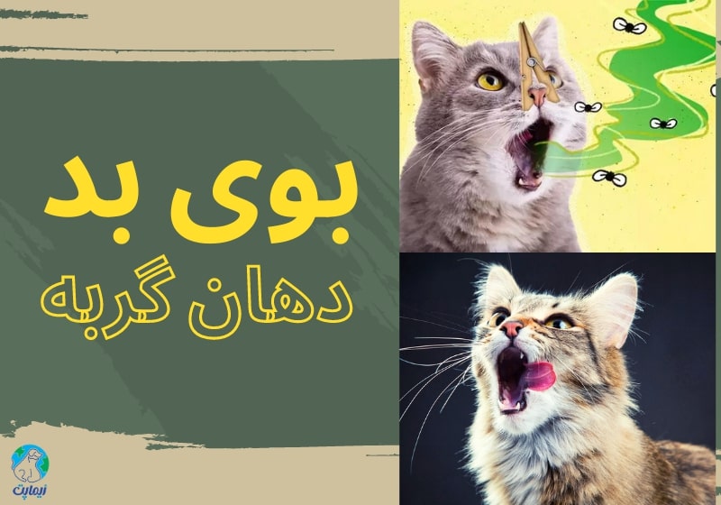 برای بوی بد دهان گربه چه کنیم؟