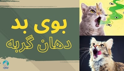 برای بوی بد دهان گربه چه کنیم؟