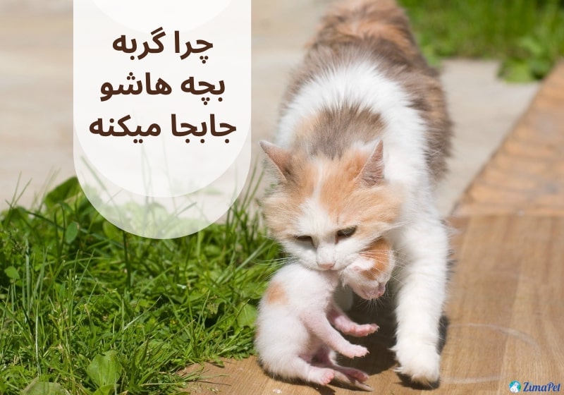 چرا گربه بچه هاشو جابجا میکنه ؟