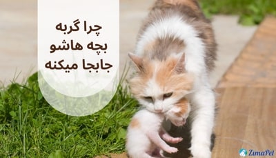 چرا گربه بچه هاشو جابجا میکنه ؟