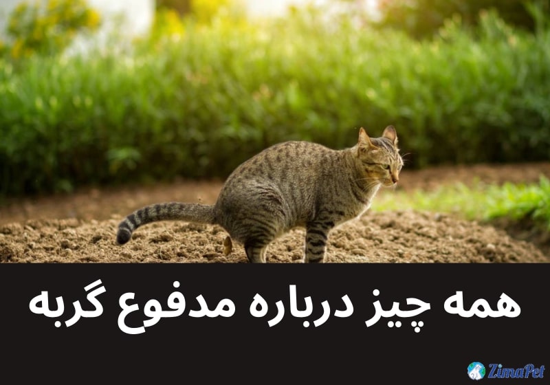 همه چیز درباره مدفوع گربه 