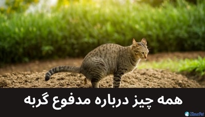 همه چیز درباره مدفوع گربه 