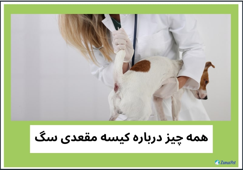 همه چیز درباره کیسه مقعدی سگ 