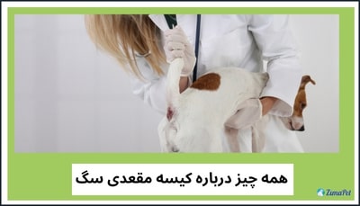همه چیز درباره کیسه مقعدی سگ 
