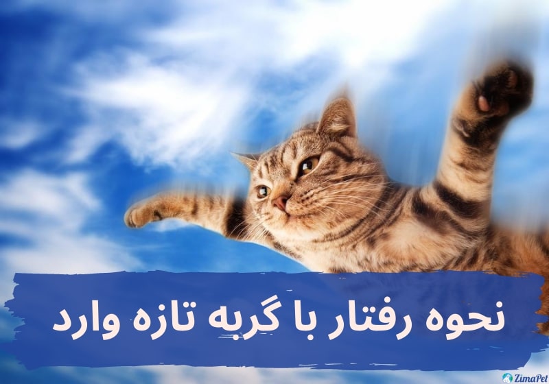 نحوه رفتار با گربه تازه وارد