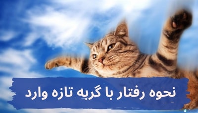 نحوه رفتار با گربه تازه وارد