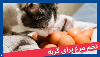 آیا تخم مرغ برای گربه مفید است؟