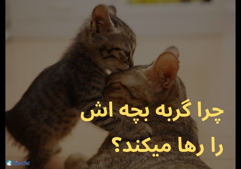 چرا گربه بچه اش را رها میکند؟