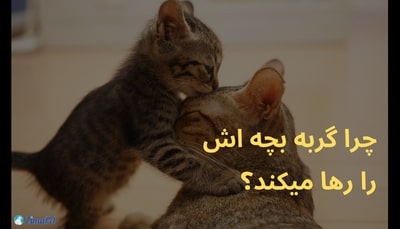 چرا گربه بچه اش را رها میکند؟