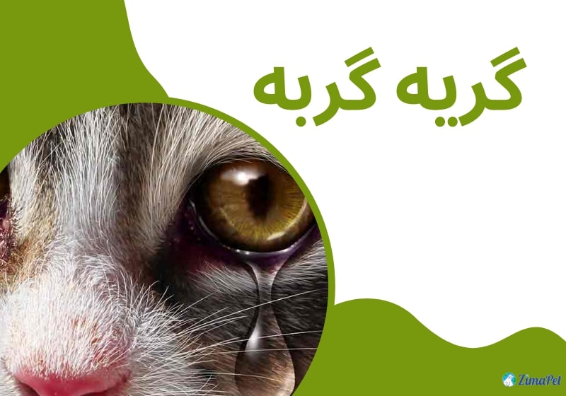آیا گربه ها گریه می کنند؟