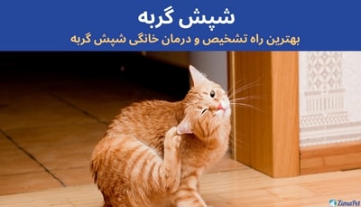 شپش گربه، بهترین راه تشخیص و درمان خانگی شپش گربه