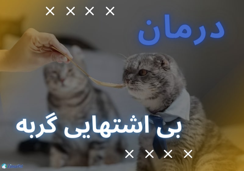 علت بی اشتهایی گربه و درمان آن