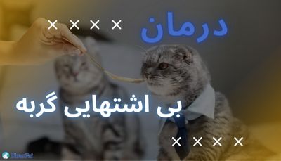 علت بی اشتهایی گربه و درمان آن