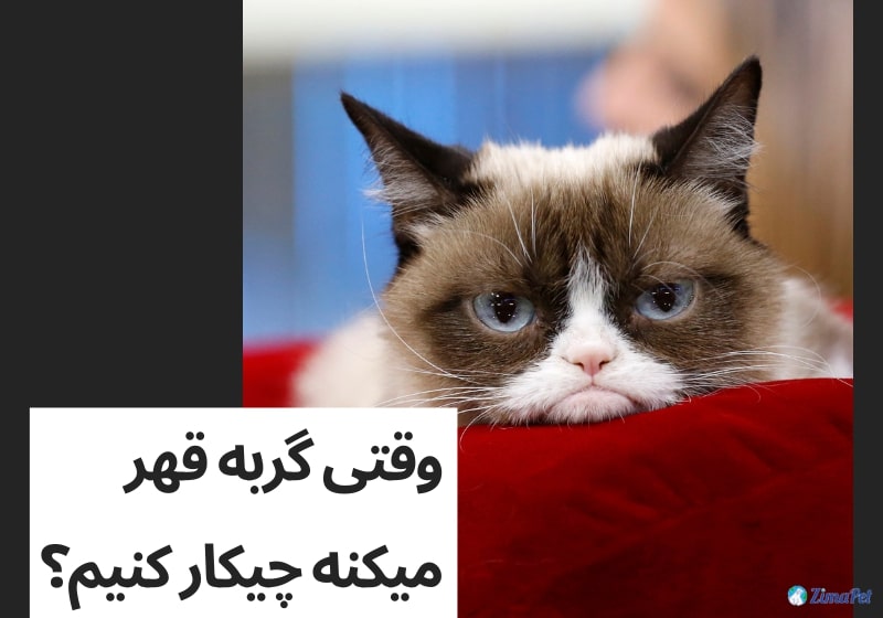 وقتی گربه قهر میکنه چیکار کنیم؟