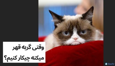 وقتی گربه قهر میکنه چیکار کنیم؟