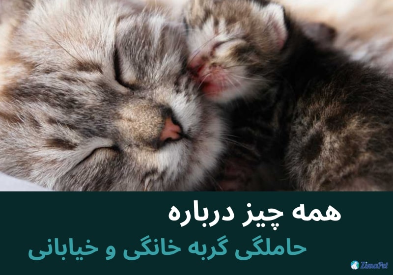 همه چیز درباره حاملگی گربه خانگی و خیابانی