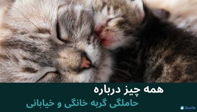 همه چیز درباره حاملگی گربه خانگی و خیابانی