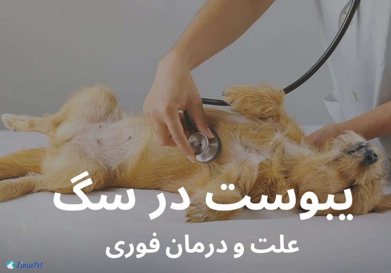 یبوست سگ، علت و درمان فوری یبوست در سگ