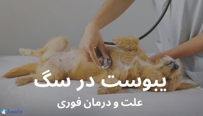 یبوست سگ، علت و درمان فوری یبوست در سگ